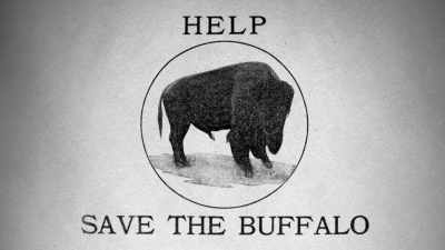 In fact, in many ways, - The American Buffalo
