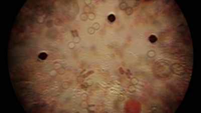 In fact, it was thought
that they resulted - Origins: The Journey of Humankind