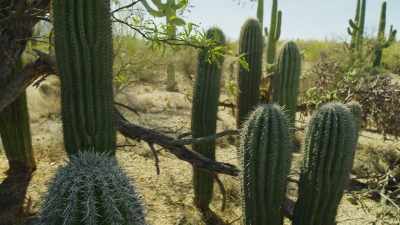In fact, this particular mesquite
has already nurtured - The Green Planet