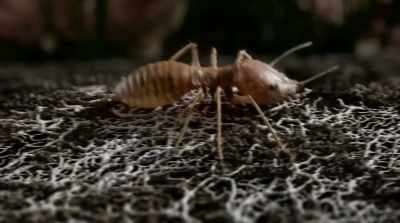In fact,
so concerned are termites - Fantastic Fungi