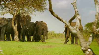 In fact, Tembo doesn't know
where he belongs any more. - Serengeti