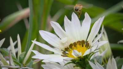 In fact, the bees are more than
three times as likely - Attenborough's Life in Colour