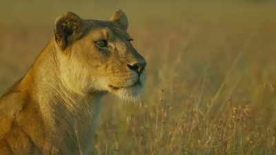 In fact, she won't have
to grieve at all. - Serengeti