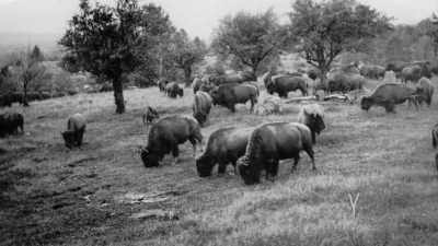 In his first encounter
with them, they galloped away, - The American Buffalo