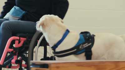 In this first stage
of service-dog school, - Inside the Mind of a Dog