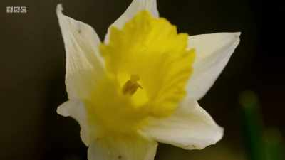 In folklore, wild daffodils
are said to represent hope... - Wales: Land of the Wild