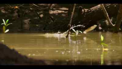 In this forest, you don't know
where your next meal is gonna come from. - Our Oceans