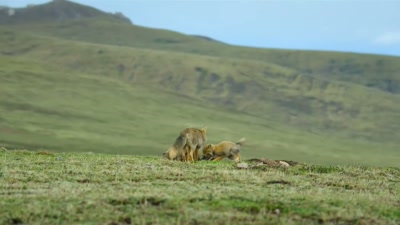 'In fox families, - A Year on Planet Earth