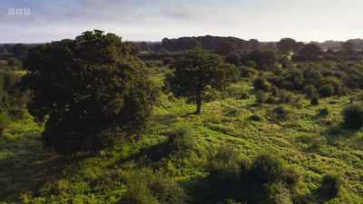 In just 20 years, this has produced
the conditions needed - Wild Isles