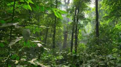In just 25 years, - David Attenborough: A Life on Our Planet