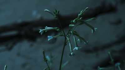 In just a few weeks,
it grows a metre tall - The Green Planet