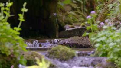 In just a few weeks, they'll have
to learn to forage for themselves. - Wales: Land of the Wild