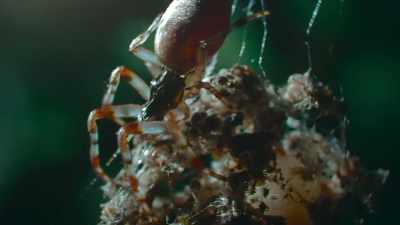In just one night, - The Secret Lives of Animals