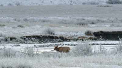 In this lean season,
every meal is critical. - Epic Yellowstone