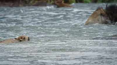 In her lee,
the calf makes headway, - Epic Yellowstone