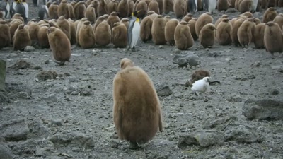 In less than a week,
the chicks will leave home, - A Year on Planet Earth