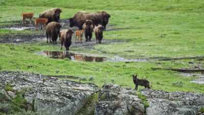 In less than an hour,
it joins the herd-- - Epic Yellowstone
