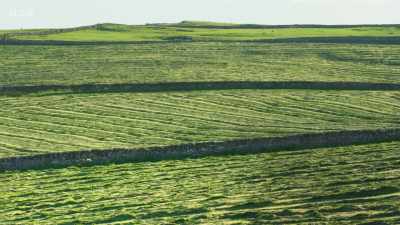 In her lifetime, the
curlew numbers have halved. - Wild Isles