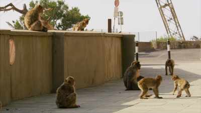 In macaque society, - Seven Worlds, One Planet