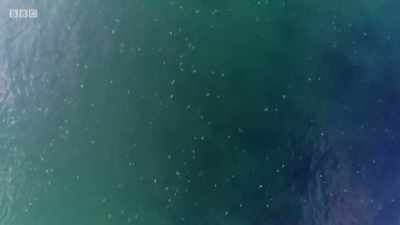 In mid-May, as the waters
around Wales start to warm up, - Wales: Land of the Wild