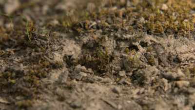 In midsummer however,
temperatures soar... - David Attenborough's Tasmania