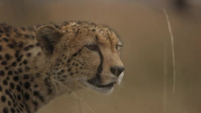 In Naboisho, things are looking up for Kuleta. - Chasing the Rains