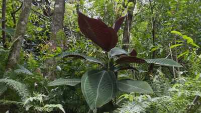 In its native Mexico, - The Green Planet