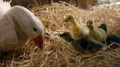In nature, the goose's egg
retrieval program is adequate. - Cosmos: Possible Worlds