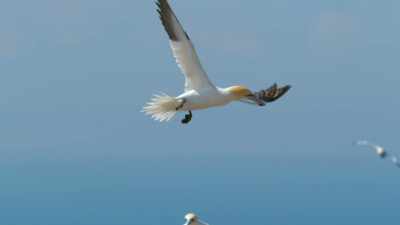 In nature, - Super/Natural
