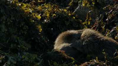 In Norse mythology,
Otter was the son - Wild Ways of the Vikings