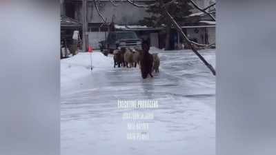 ‐In Ontario,
these sheep struggle - Neighborhood Wars