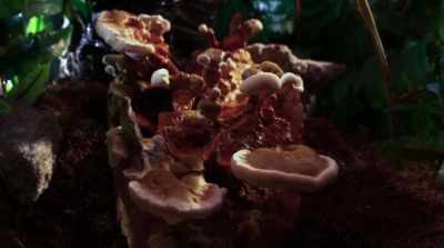 In order to fight off
competition for food, - Fantastic Fungi