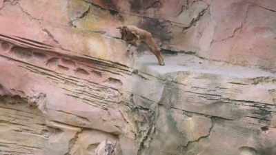 In order for markhor
babies to survive in the wild, - Secrets of the Zoo