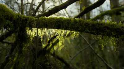 In our evolution
as a species, - Fantastic Fungi