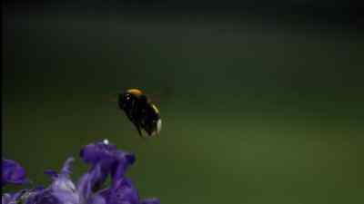 In our next programme, - Micro Monsters with David Attenborough