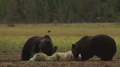 In this part of Finland, - Wild Nordic