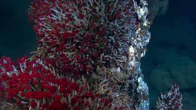 In places, half a million
individual animals - Blue Planet II