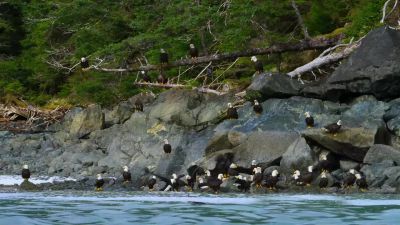 In places, the herrings reach shore, - Our Planet