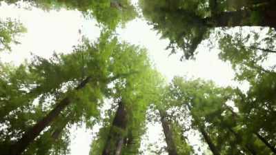 In plant life,
studies have shown - Superhuman: The Invisible Made Visible