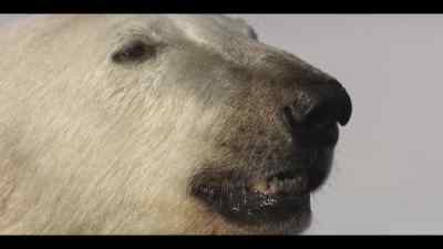 In polar bears, these chemicals accumulate - Our Oceans