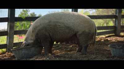 - In precisely three months,
three weeks, and three days, - The Biggest Little Farm: The Return