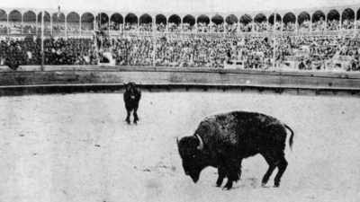 In quick succession,
3 more bulls - The American Buffalo