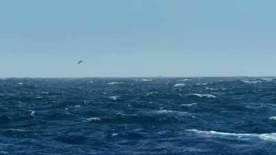 In recent years,
albatross and other seabirds - Our Planet