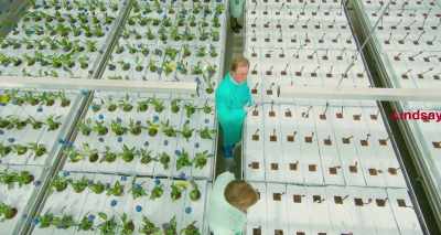 In recent years, plant breeding
has increasingly focused - Little Joe