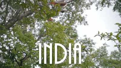 In this remote Indian forest, - This Giant Beast That is the Global Economy