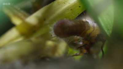 In response, the worker ant picks up
the caterpillar - Wild Isles