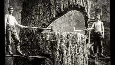 In retrospect, some have
identified these men - Trees and Other Entanglements