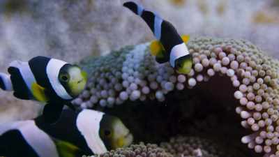 In return, the fish keep the anemone
clean of debris. - Blue Planet II