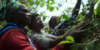 In Rwanda, all the coffee picking
is done by hand. - Omnivore