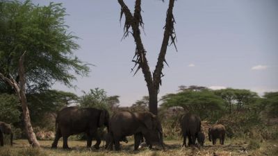In Samburu, junior matriarch Malka's - Chasing the Rains